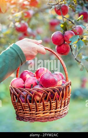 Une main mâle tient un panier avec des pommes rouges mûres. Un homme qui récolte des pommes riches dans le verger. Banque D'Images