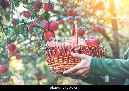 Un panier avec des pommes rouges mûres dans les mains des hommes. L'homme moissonnant des pommes riches dans le verger Banque D'Images