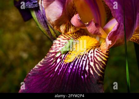 Gros plan d'une sauterelle verte sur une fleur d'iris Banque D'Images