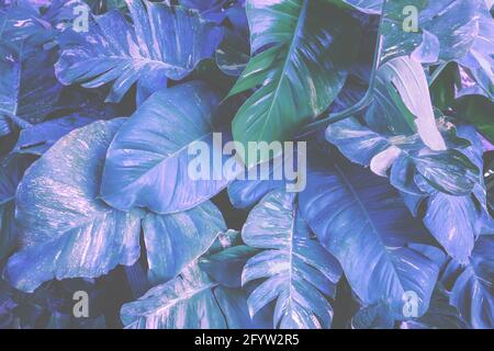 Bleu vert Monstera laisse l'arrière-plan. Texture des feuilles tropicales. Résumé de la nature Banque D'Images