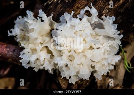 Champignon du cerveau sauvage (tremella ficiformis, champignon de gelée blanche, champignon de l'oreille argentée, oreille de neige, champignon de la neige) Forêt tropicale, Tamborine Mountain, Australie. Banque D'Images