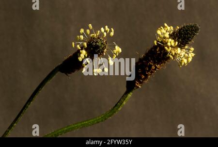 Les fleurs du Plantain de Ribwort sont minuscules et cachées dans la pointe brune fibreuse, mais les anthères jaunes sur les filaments sont la caractéristique proéminente. Banque D'Images