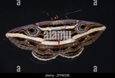 La noctueuse blanche à bandes, Donica orbigera, avec des taches oculaires et un motif de dents sur le dessus des ailes pour dissuader les prédateurs. Tamborine Mountain, Australie Banque D'Images