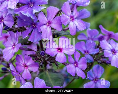 Fleurs violettes de Phlox paniculata Blue Paradise Banque D'Images