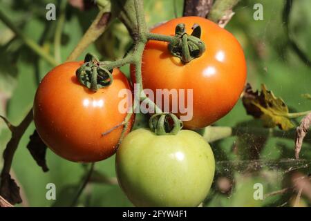 Les tomates cerises rouges mûrissent à l'usine dans un jardin ouvert le jour ensoleillé. Il s'agit d'aliments nutritifs riches en vitamines et en folate qui sont bons pour la santé humaine Banque D'Images