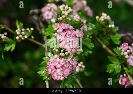 Pink Hawthorn Blossom (Crataegus monogyna), Foots Cray Meadows, Sidcup, Kent. ROYAUME-UNI