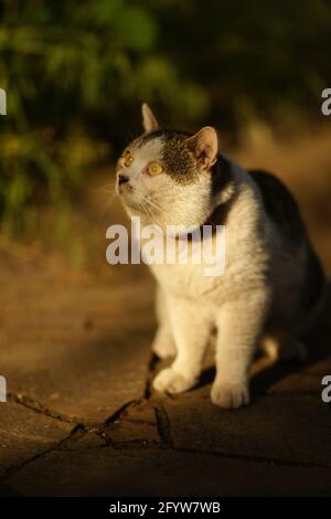 Portrait d'un chat gras drôle avec de grands yeux. Animal de compagnie assis dans le jardin de printemps Banque D'Images