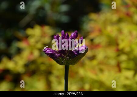 Magic Wand, Gladiator, Flower Cambridge UK, purement beau et paisible Floral Space Banque D'Images