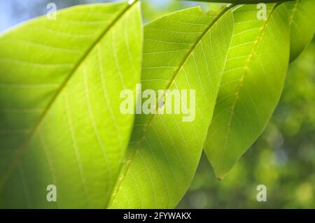 Photo macro à faible angle de feuilles de noyer vert avec lumière du soleil Banque D'Images