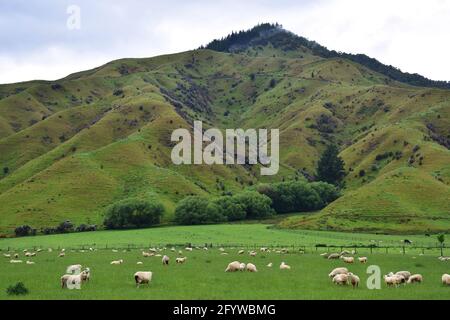 Paysage dans les montagnes au parc forestier de Mount Richmond, Nouvelle-Zélande Banque D'Images