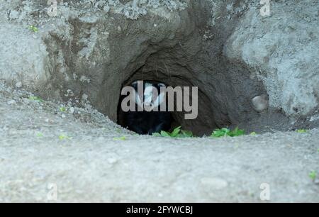Badger, un blaireau sauvage, originaire d'Eurasie, sur le point d'émerger du trou classique en forme de D d'un terreau de blaireau. Face à l'avant. Nom scientifique: Meles M. Banque D'Images