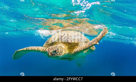 Tortues de mer nagez dans la mer Rouge, plage d'Abu Dabbab, Marsa Alam, Égypte Banque D'Images