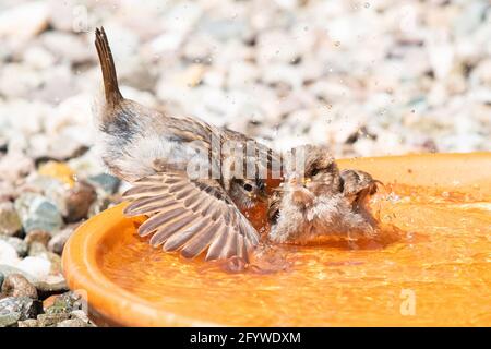 Le Bruant de maison (Passer domesticus), qui flotte, bascule la tête d'abord dans un bain d'oiseaux - Écosse, Royaume-Uni Banque D'Images