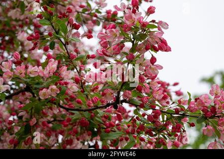 Gros plan de fleurs sur un pommier Banque D'Images
