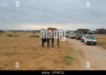 KENYA, PARC NATIONAL D'AMBOSELI - 04 AOÛT 2018 : rencontre avec un éléphant lors d'une promenade à pied dans le parc national d'Amboseli Banque D'Images