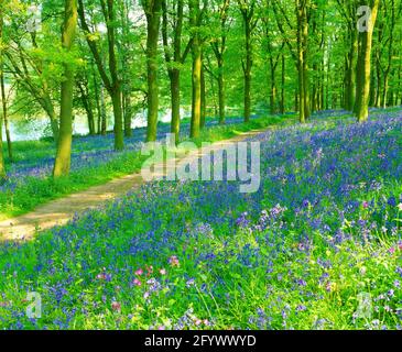 Royaume-Uni, Angleterre, Shropshire, Hodnet, bluebell boisés avec sentier de randonnée et lac, Banque D'Images