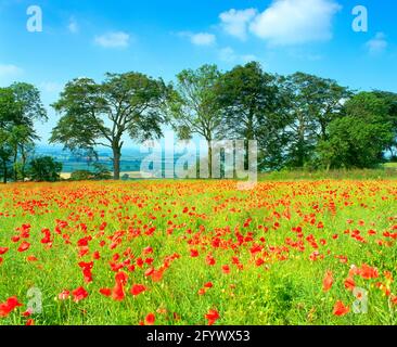 Royaume-Uni, Angleterre, Leicestershire, Harby Hill, champ de coquelicots et vue, Banque D'Images