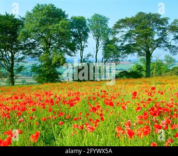 Royaume-Uni, Angleterre, Leicestershire, Harby Hill, champ de coquelicots et vue, Banque D'Images