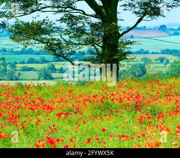 Royaume-Uni, Angleterre, Leicestershire, Harby Hill, champ de coquelicots, et afficher, Banque D'Images