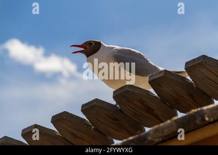 Gull avec un bec ouvert sur le toit du Kremlin de Rostov, Russie. Banque D'Images