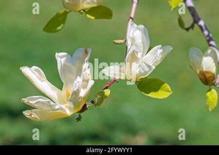 Fleurs de magnolia jaune clair sur une branche. Gros plan avec un arrière-plan vert flou. Banque D'Images