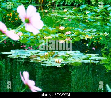 France, Giverny, jardin de Monet, piscine lilly, détail, été, Banque D'Images