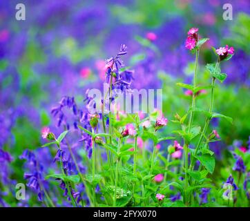 Bluebells et campion rouge sur le sol de la forêt, printemps, Banque D'Images