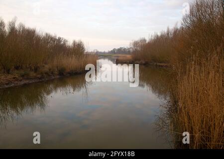 Développement de la nature dans le parc national de Biesbosch, Brabant Nord, pays-Bas Banque D'Images