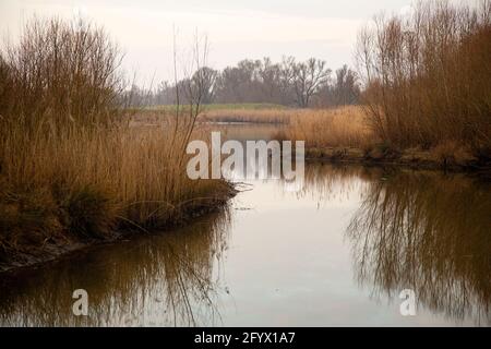 Développement de la nature dans le parc national de Biesbosch, Brabant Nord, pays-Bas Banque D'Images