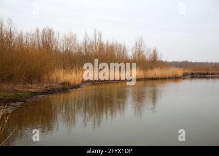 Développement de la nature dans le parc national de Biesbosch, Brabant Nord, pays-Bas Banque D'Images