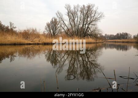 Développement de la nature dans le parc national de Biesbosch, Brabant Nord, pays-Bas Banque D'Images