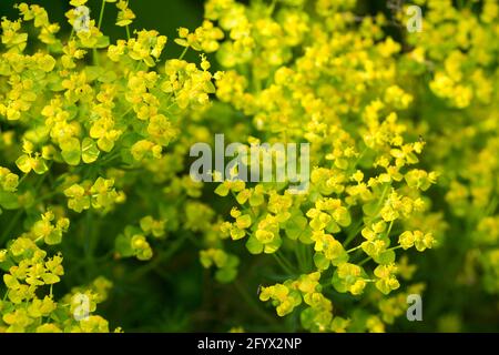 Euphorbia cyparissias, cyprès sphent fleur de printemps gros plan foyer sélectif Banque D'Images