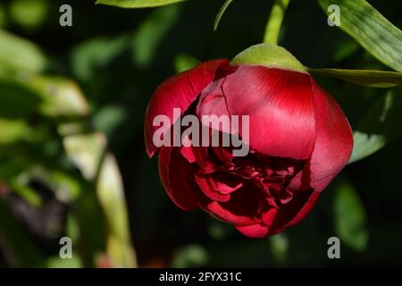 Magic Wand, Paeonia officinalis Rubra Plena Cambridge UK, purement beau et paisible Floral Space Banque D'Images