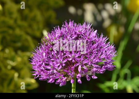 Magic Wand Flower, Cambridge, Royaume-Uni, purement beau et paisible Floral Space Banque D'Images