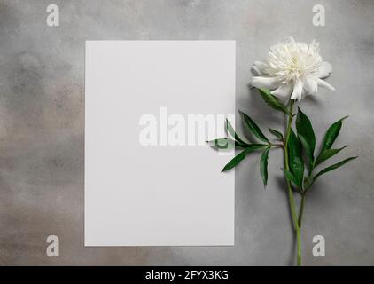 Maquette de carte minimaliste avec pivoine blanche. Cadre vide pour le texte. Fond gris. flat lay Banque D'Images