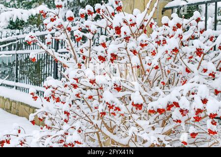 L'opulus de Viburnum (rose guelder) se couche sous la neige. Hiver Banque D'Images