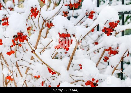 L'opulus de Viburnum (rose guelder) se couche sous la neige. Hiver Banque D'Images