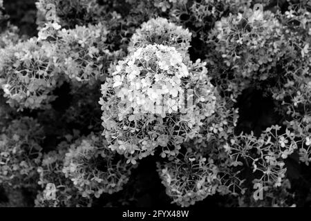 Une photo en niveaux de gris de belles fleurs d'Hydrangea paniculat cultivées en le jardin Banque D'Images