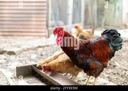 coq et poules brunes qui mangent des aliments de la mangeoire. ferme traditionnelle de volaille de gamme libre. Banque D'Images