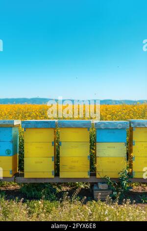 Boîtes de ruches dans le champ de colza en fleurs, abeilles en pollinisation sur les plantations de canola, priorité sélective Banque D'Images