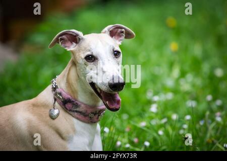 Whippet Banque D'Images