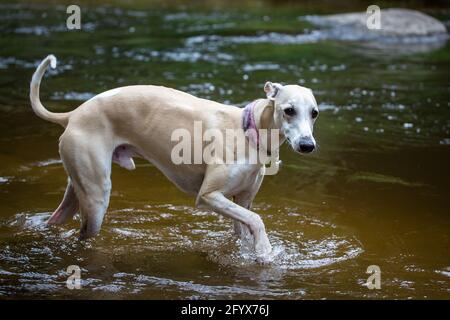 Whippet dans la rivière Banque D'Images