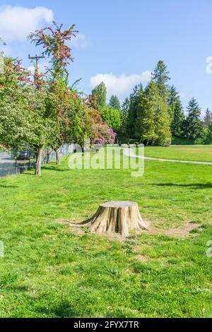 Une vue d'un parc de la ville avec fleurs en fleur au printemps. L'emplacement est Burien, Washington. Banque D'Images