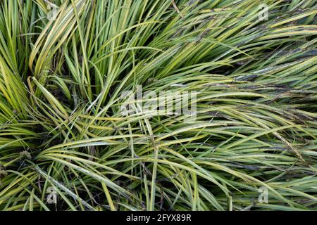 Acorus gramineus sol. Ex Aiton Ogon (drapeau doux japonais, drapeau doux doré), famille: Acoraceae, région indigène: Japon, Corée, Asie orientale Banque D'Images