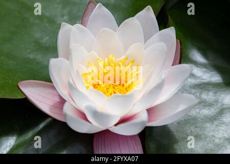 wilde eau blanche lilli avec des feuilles le dimanche sur la piscine Banque D'Images