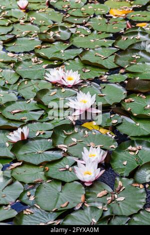 wilde eau blanche lilli avec des feuilles le dimanche sur la piscine Banque D'Images
