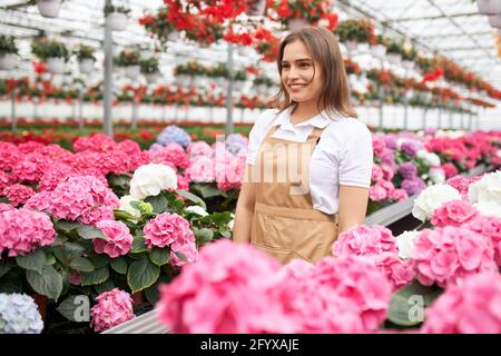 Jeune femme souriante en t-shirt blanc et tablier beige debout au milieu de l'hortensia coloré à la serre. Fleuriste féminin prenant soin des plantes au travail. Banque D'Images