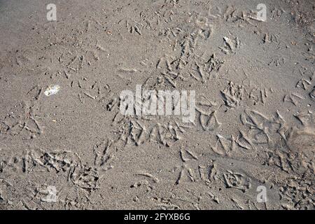 Empreintes d'oiseaux sur sable humide Banque D'Images