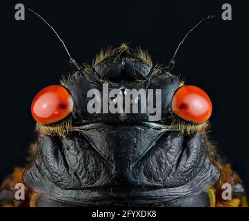 Macro de tête de l'adulte périodique (17 ans) cicada (Magicicada sp.). Cet adulte est apparu en 2021 dans le cadre de la couvée X (10). Banque D'Images