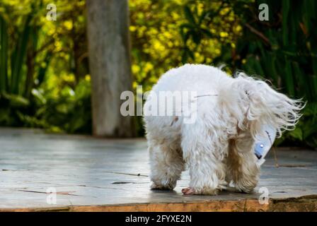 Chien blanc avec col élisabéthain Banque D'Images